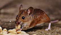 24 Hour & Emergency Exterminators in Gold Lake Estates, AR